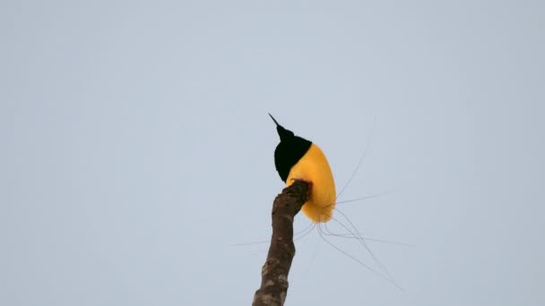 Aves Del Paraíso Doce Cables Seleucidis Melanoleucus Observadas Nimbokrang Papúa — Vídeo de stock