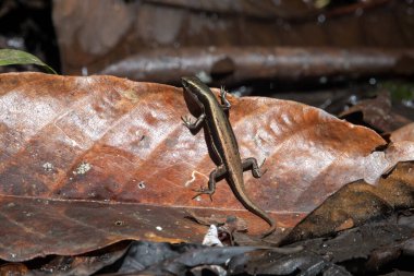 Batı Papua, Endonezya 'da Nimbokrang' da kurumuş yapraklar arasında kayma gözlemlendi