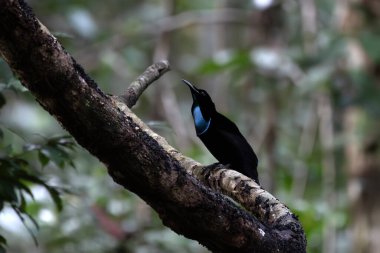 Batı Papua, Endonezya 'da Nimbokrang' da gözlemlenen görkemli tüfek kuşu (Ptiloris magnificus)