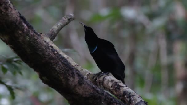 Magnifico Uccello Rapace Ptiloris Magnificus Osservato Nimbokrang Papua Occidentale Indonesia — Video Stock