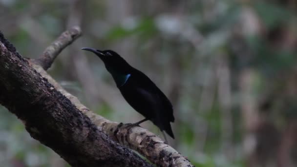 Csodálatos Ptiloris Magnificus Puskaporos Madár Megfigyelhető Nimbokrangban Nyugat Pápuában Indonéziában — Stock videók