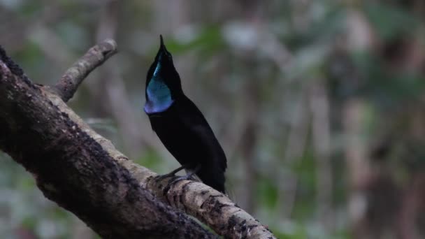 Nádherný Střelecký Pták Ptiloris Magnificus Pozorovaný Nimbokrangu Západní Papui Indonésie — Stock video