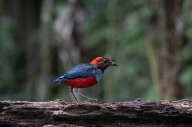 Papuan pitta (Erythropitta macklotii) Batı Papua, Endonezya 'da Nimbokrang' da gözlemlenmiştir.