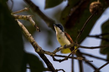 Parlak sinek avcısı Myiagra alecto Batı Papua, Endonezya 'da Nimbokrang' da gözlemlendi.