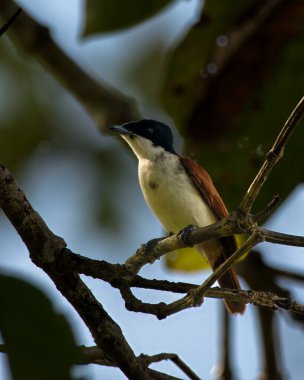 Parlak sinek avcısı Myiagra alecto Batı Papua, Endonezya 'da Nimbokrang' da gözlemlendi.
