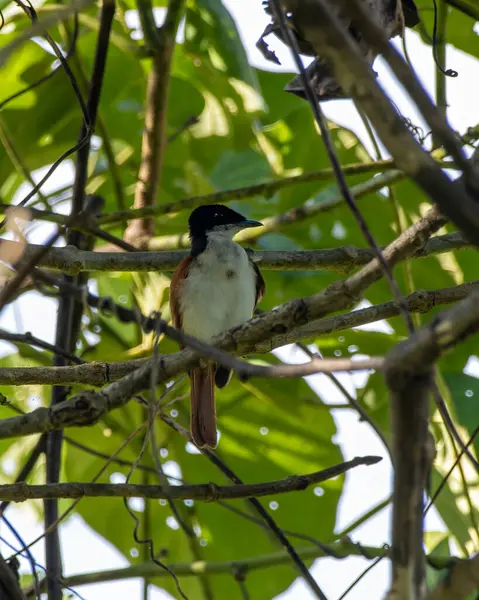 Parlak sinek avcısı Myiagra alecto Batı Papua, Endonezya 'da Nimbokrang' da gözlemlendi.