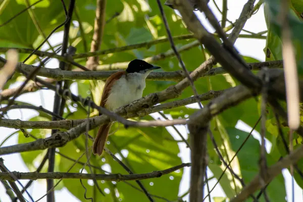 Parlak sinek avcısı Myiagra alecto Batı Papua, Endonezya 'da Nimbokrang' da gözlemlendi.