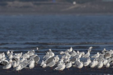Alibag, Maharashtra, Hindistan 'daki Akshi Sahili' nde farklı martı türleri gözlemlendi.