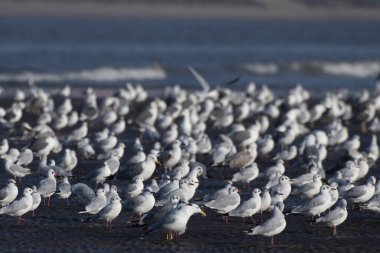 Alibag, Maharashtra, Hindistan 'daki Akshi Sahili' nde farklı martı türleri gözlemlendi.
