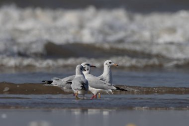 Kahverengi başlı martılar (Chroicocephalus brunnicephalus) Alibag, Maharashtra, Hindistan 'daki Akshi Sahili' nde gözlemlenmiştir.