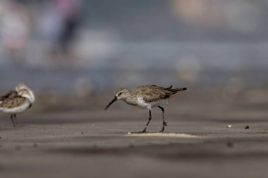 Curlew sandpiper (Calidris ferruginea), Hindistan, Maharashtra 'da, Alibag' de Akshi Sahili 'nde gözlenen küçük bir balıkçı teknesi.