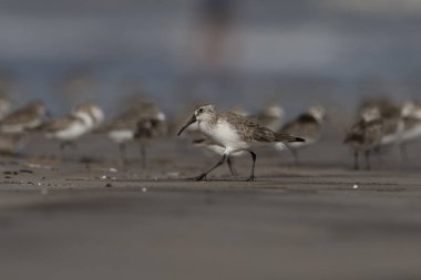 Curlew sandpiper (Calidris ferruginea), Hindistan, Maharashtra 'da, Alibag' de Akshi Sahili 'nde gözlenen küçük bir balıkçı teknesi.
