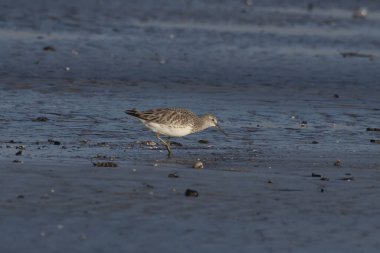 Büyük düğüm (Calidris tenuirostris), Hindistan, Maharashtra, Alibag 'deki Akshi Sahili' nde gözlenen küçük bir balıkçı teknesi.