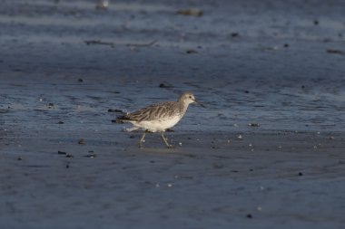Büyük düğüm (Calidris tenuirostris), Hindistan, Maharashtra, Alibag 'deki Akshi Sahili' nde gözlenen küçük bir balıkçı teknesi.