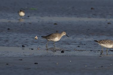 Büyük düğüm (Calidris tenuirostris), Hindistan, Maharashtra, Alibag 'deki Akshi Sahili' nde gözlenen küçük bir balıkçı teknesi.