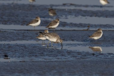 Büyük düğüm (Calidris tenuirostris), Hindistan, Maharashtra, Alibag 'deki Akshi Sahili' nde gözlenen küçük bir balıkçı teknesi.