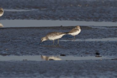 Büyük düğüm (Calidris tenuirostris), Hindistan, Maharashtra, Alibag 'deki Akshi Sahili' nde gözlenen küçük bir balıkçı teknesi.