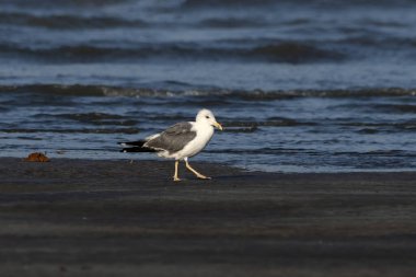 Alibag, Maharashtra, Hindistan 'daki Akshi Sahili' nde daha az siyah sırtlı martı (Larus fuscus) gözlemlendi.