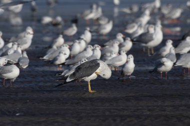 Alibag, Maharashtra, Hindistan 'daki Akshi Sahili' nde daha az siyah sırtlı martı (Larus fuscus) gözlemlendi.