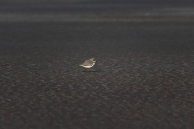 Kentish plover (Anarhynchus alexandrinus), Hindistan, Maharashtra, Alibag 'deki Akshi Sahili' nde gözlemlenen küçük bir sahil kuşu.