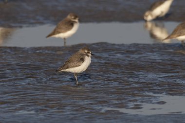 Tibet kum küreyicisi (Anarhynchus atrifrons), pulluk familyasından küçük bir balıkçı teknesi, Alibag, Maharashtra, Hindistan 'daki Akshi Sahili' nde gözlendi.