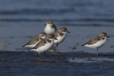 Tibet kum küreyicisi (Anarhynchus atrifrons), pulluk familyasından küçük bir balıkçı teknesi, Alibag, Maharashtra, Hindistan 'daki Akshi Sahili' nde gözlendi.