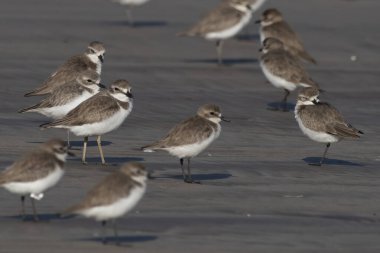 Tibet kum küreyicisi (Anarhynchus atrifrons), pulluk familyasından küçük bir balıkçı teknesi, Alibag, Maharashtra, Hindistan 'daki Akshi Sahili' nde gözlendi.