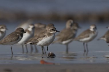 Tibet kum küreyicisi (Anarhynchus atrifrons), pulluk familyasından küçük bir balıkçı teknesi, Alibag, Maharashtra, Hindistan 'daki Akshi Sahili' nde gözlendi.