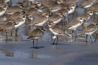 Tibet kum küreyicisi (Anarhynchus atrifrons), pulluk familyasından küçük bir balıkçı teknesi, Alibag, Maharashtra, Hindistan 'daki Akshi Sahili' nde gözlendi.