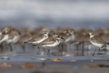 Tibet kum küreyicisi (Anarhynchus atrifrons), pulluk familyasından küçük bir balıkçı teknesi, Alibag, Maharashtra, Hindistan 'daki Akshi Sahili' nde gözlendi.