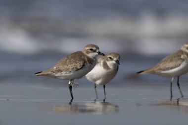 Tibet kum küreyicisi (Anarhynchus atrifrons), pulluk familyasından küçük bir balıkçı teknesi, Alibag, Maharashtra, Hindistan 'daki Akshi Sahili' nde gözlendi.