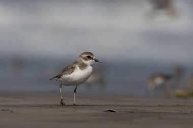 Tibet kum küreyicisi (Anarhynchus atrifrons), pulluk familyasından küçük bir balıkçı teknesi, Alibag, Maharashtra, Hindistan 'daki Akshi Sahili' nde gözlendi.