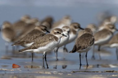 Tibet kum küreyicisi (Anarhynchus atrifrons), pulluk familyasından küçük bir balıkçı teknesi, Alibag, Maharashtra, Hindistan 'daki Akshi Sahili' nde gözlendi.
