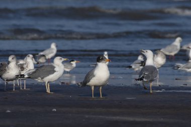 Alibag, Maharashtra, Hindistan 'daki Akshi Sahili' nde farklı martı türleri gözlemlendi.