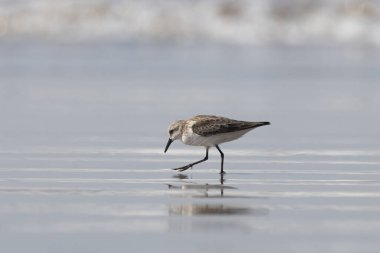 Hindistan, Maharashtra, Alibag 'deki Akshi Sahili' nde çok küçük bir balıkçı teknesi olan Calidris minute (Erolia minute)