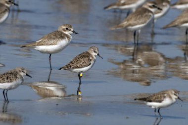 Hindistan, Maharashtra, Alibag 'deki Akshi Sahili' nde çok küçük bir balıkçı teknesi olan Calidris minute (Erolia minute)