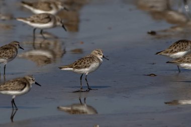Hindistan, Maharashtra, Alibag 'deki Akshi Sahili' nde çok küçük bir balıkçı teknesi olan Calidris minute (Erolia minute)