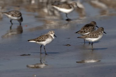 Hindistan, Maharashtra, Alibag 'deki Akshi Sahili' nde çok küçük bir balıkçı teknesi olan Calidris minute (Erolia minute)