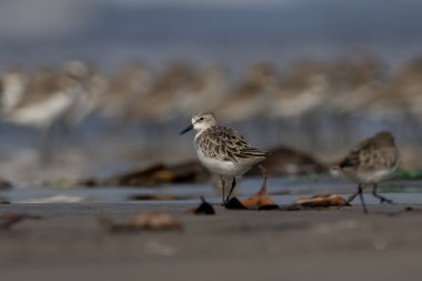 Hindistan, Maharashtra, Alibag 'deki Akshi Sahili' nde çok küçük bir balıkçı teknesi olan Calidris minute (Erolia minute)