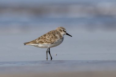 Hindistan, Maharashtra, Alibag 'deki Akshi Sahili' nde çok küçük bir balıkçı teknesi olan Calidris minute (Erolia minute)