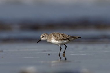 Hindistan, Maharashtra, Alibag 'deki Akshi Sahili' nde çok küçük bir balıkçı teknesi olan Calidris minute (Erolia minute)
