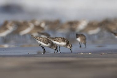 Hindistan, Maharashtra, Alibag 'deki Akshi Sahili' nde çok küçük bir balıkçı teknesi olan Calidris minute (Erolia minute)