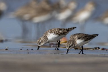 Hindistan, Maharashtra, Alibag 'deki Akshi Sahili' nde çok küçük bir balıkçı teknesi olan Calidris minute (Erolia minute)