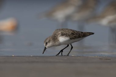 Hindistan, Maharashtra, Alibag 'deki Akshi Sahili' nde çok küçük bir balıkçı teknesi olan Calidris minute (Erolia minute)