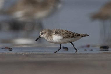 Hindistan, Maharashtra, Alibag 'deki Akshi Sahili' nde çok küçük bir balıkçı teknesi olan Calidris minute (Erolia minute)