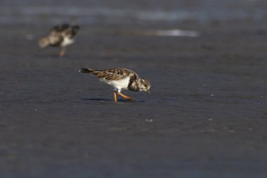 Ruddy Turnstone (Arenaria tercüme eder), Hindistan 'ın Maharashtra kentinde, Alibag' deki Akshi Sahili 'nde gözlenen bir kuş.