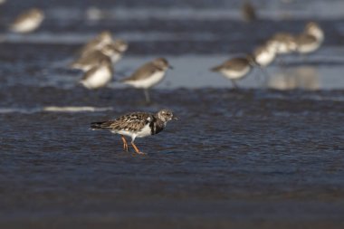 Ruddy Turnstone (Arenaria tercüme eder), Hindistan 'ın Maharashtra kentinde, Alibag' deki Akshi Sahili 'nde gözlenen bir kuş.
