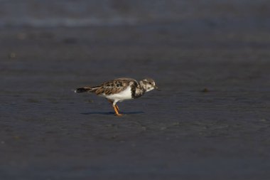 Ruddy Turnstone (Arenaria tercüme eder), Hindistan 'ın Maharashtra kentinde, Alibag' deki Akshi Sahili 'nde gözlenen bir kuş.