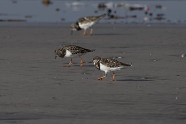 Ruddy Turnstone (Arenaria tercüme eder), Hindistan 'ın Maharashtra kentinde, Alibag' deki Akshi Sahili 'nde gözlenen bir kuş.