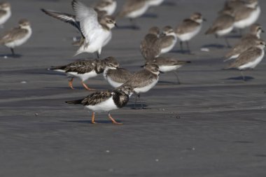 Ruddy Turnstone (Arenaria tercüme eder), Hindistan 'ın Maharashtra kentinde, Alibag' deki Akshi Sahili 'nde gözlenen bir kuş.